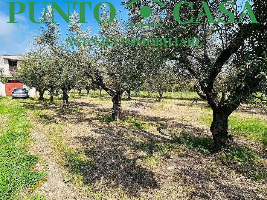 Immagine 15 di Rustico / casale in vendita  in Via Delle Palme a Gizzeria