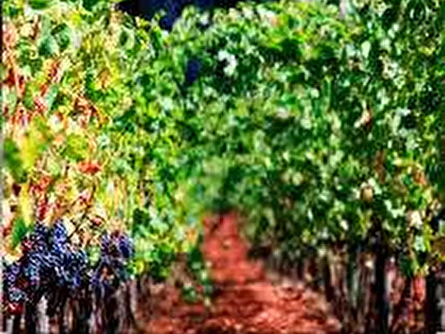 Immagine 21 di Azienda agricola in vendita  in Via Mattina a Brescia