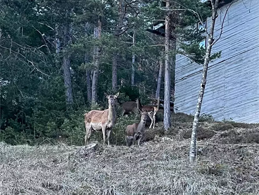 Immagine 13 di Villa in affitto  in Via Don Natale Talamini a Borca Di Cadore