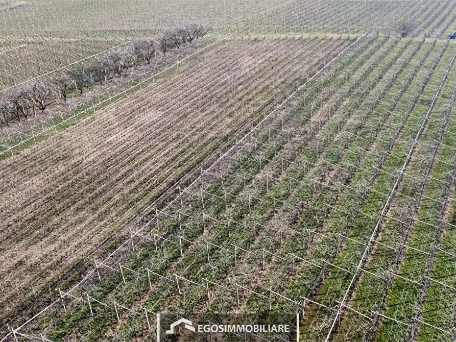 Immagine 5 di Terreno agricolo in vendita  in Via Bellavista snc a Sona