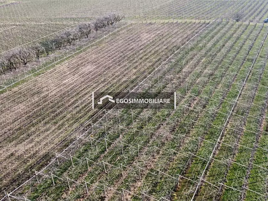 Immagine 6 di Terreno agricolo in vendita  in Via Bellavista snc a Sona