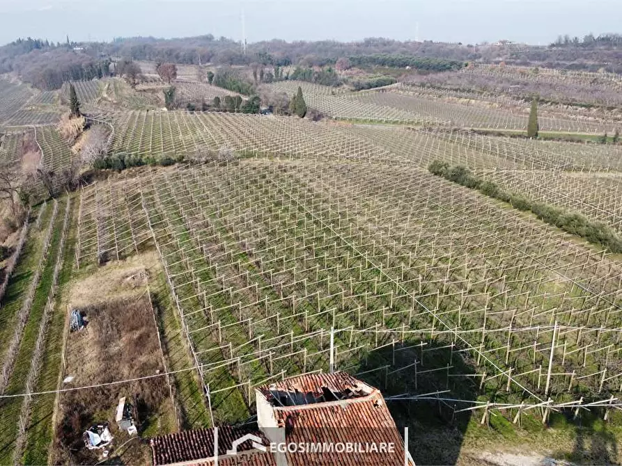 Immagine 2 di Terreno agricolo in vendita  in Via Bellavista snc a Sona