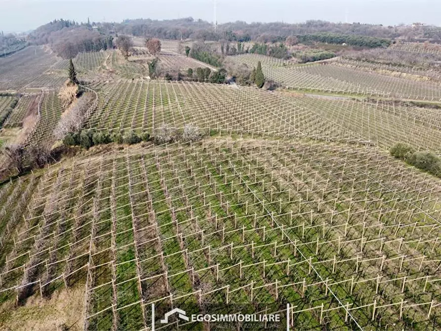 Immagine 8 di Terreno agricolo in vendita  in Via Bellavista snc a Sona