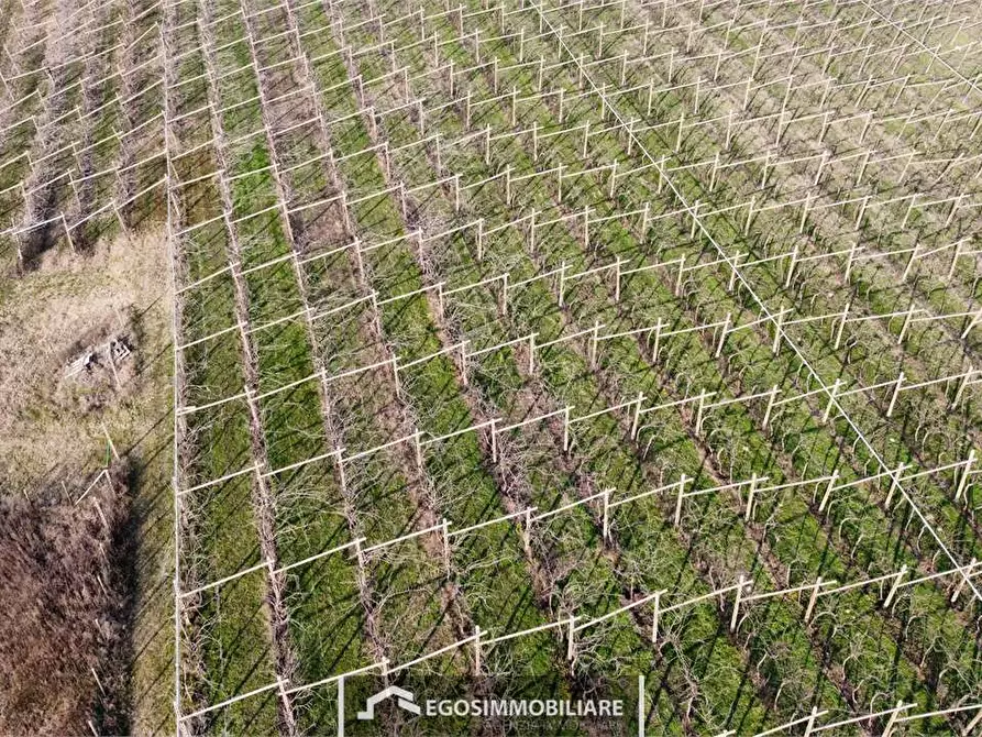 Immagine 9 di Terreno agricolo in vendita  in Via Bellavista snc a Sona