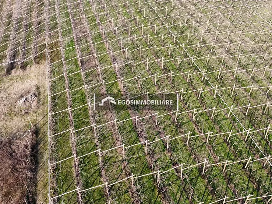 Immagine 9 di Terreno agricolo in vendita  in Via Bellavista snc a Sona