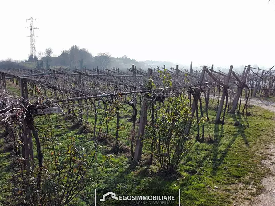 Immagine 22 di Terreno agricolo in vendita  in Via Bellavista snc a Sona