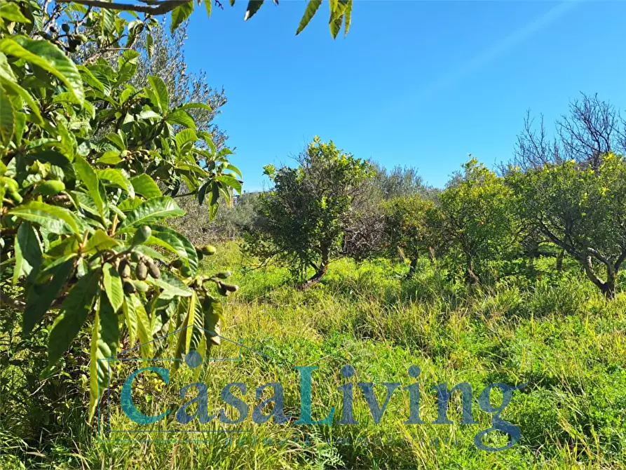 Immagine 16 di Terreno agricolo in vendita  in contrada sperone a Altavilla Milicia