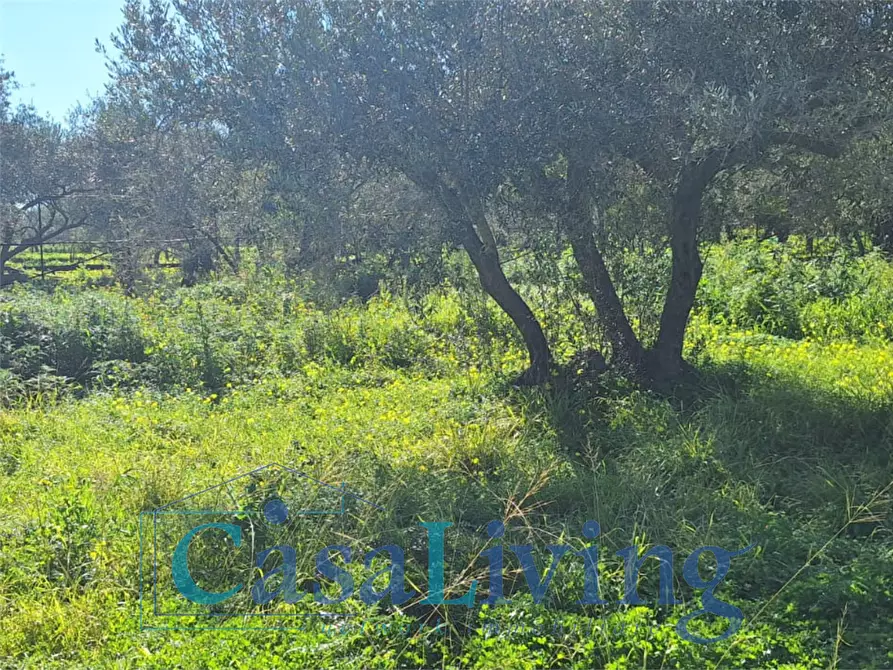Immagine 18 di Terreno agricolo in vendita  in contrada sperone a Altavilla Milicia