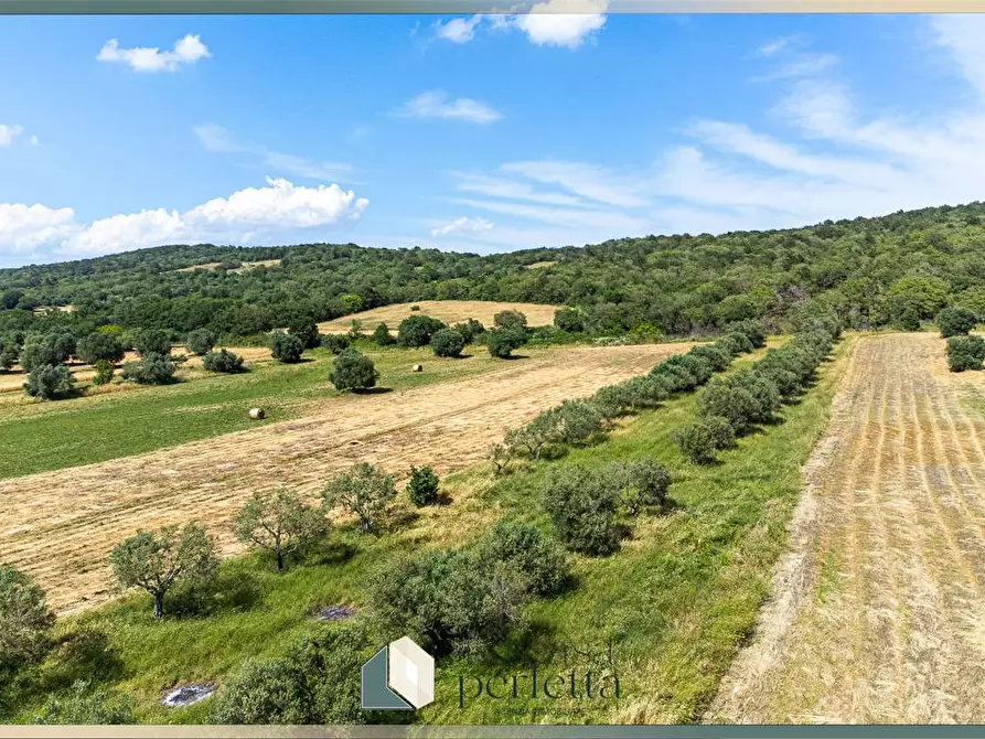 terreno agricolo in vendita a Monte Romano