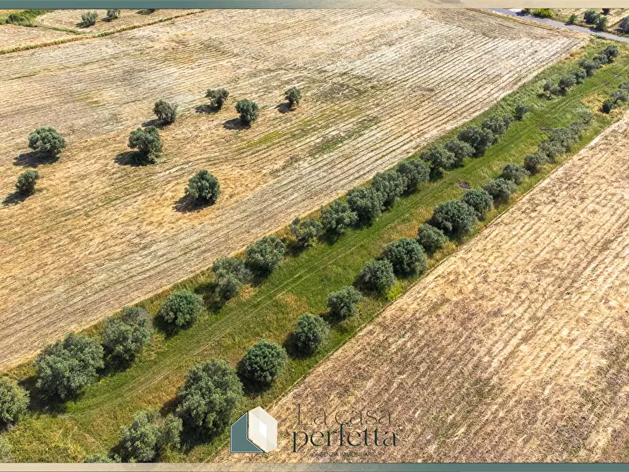 Immagine 4 di Terreno agricolo in vendita  in Strada Blerana snc a Monte Romano