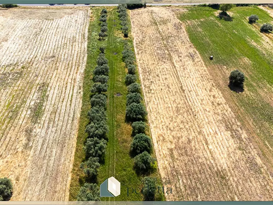 Immagine 5 di Terreno agricolo in vendita  in Strada Blerana snc a Monte Romano