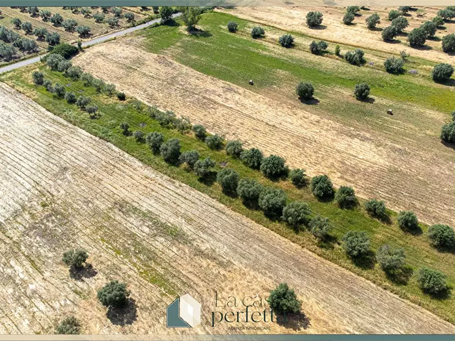 Immagine 7 di Terreno agricolo in vendita  in Strada Blerana snc a Monte Romano