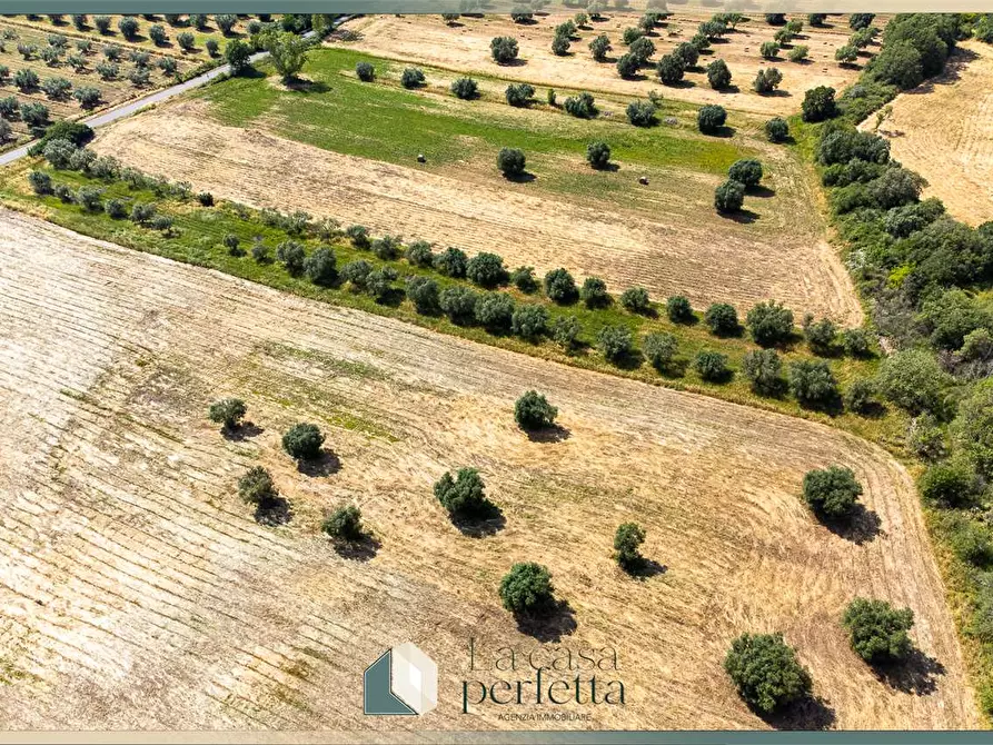 Immagine 8 di Terreno agricolo in vendita  in Strada Blerana snc a Monte Romano