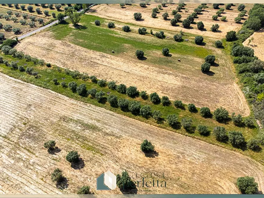 Immagine 15 di Terreno agricolo in vendita  in Strada Blerana snc a Monte Romano