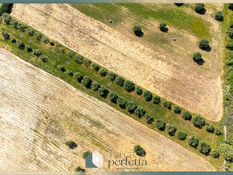 Immagine 10 di Terreno agricolo in vendita  in Strada Blerana snc a Monte Romano