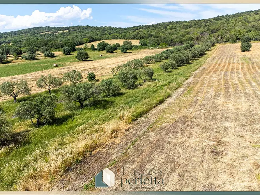 Immagine 16 di Terreno agricolo in vendita  in Strada Blerana snc a Monte Romano