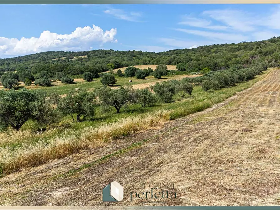 Immagine 9 di Terreno agricolo in vendita  in Strada Blerana snc a Monte Romano