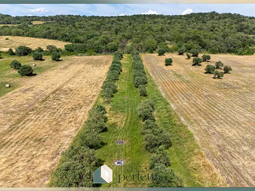 Immagine 11 di Terreno agricolo in vendita  in Strada Blerana snc a Monte Romano