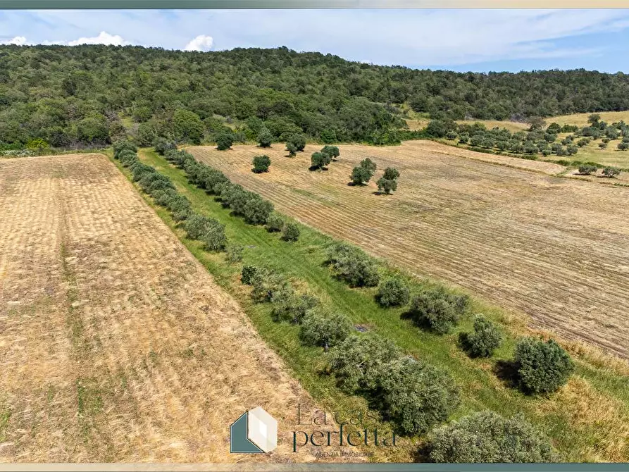 Immagine 12 di Terreno agricolo in vendita  in Strada Blerana snc a Monte Romano