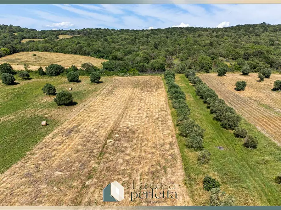 Immagine 13 di Terreno agricolo in vendita  in Strada Blerana snc a Monte Romano