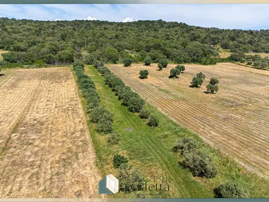 Immagine 14 di Terreno agricolo in vendita  in Strada Blerana snc a Monte Romano