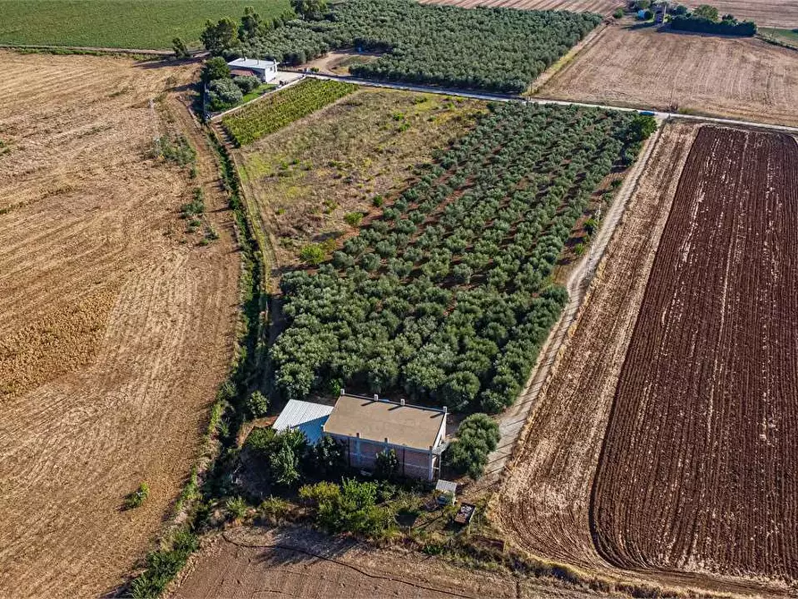 Immagine 1 di Azienda agricola in vendita  in Località Colonia Elisabetta a Tarquinia
