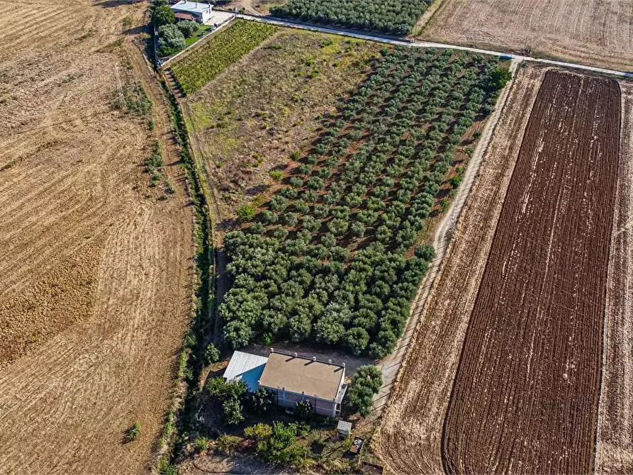 Immagine 4 di Azienda agricola in vendita  in Località Colonia Elisabetta a Tarquinia