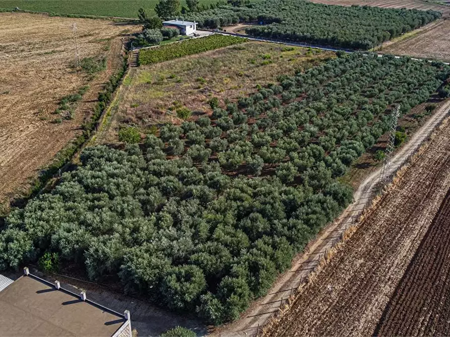 Immagine 5 di Azienda agricola in vendita  in Località Colonia Elisabetta a Tarquinia