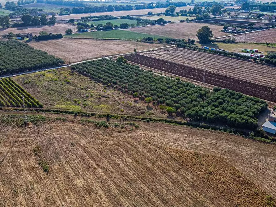 Immagine 6 di Azienda agricola in vendita  in Località Colonia Elisabetta a Tarquinia