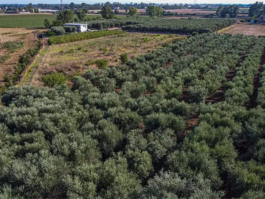 Immagine 7 di Azienda agricola in vendita  in Località Colonia Elisabetta a Tarquinia