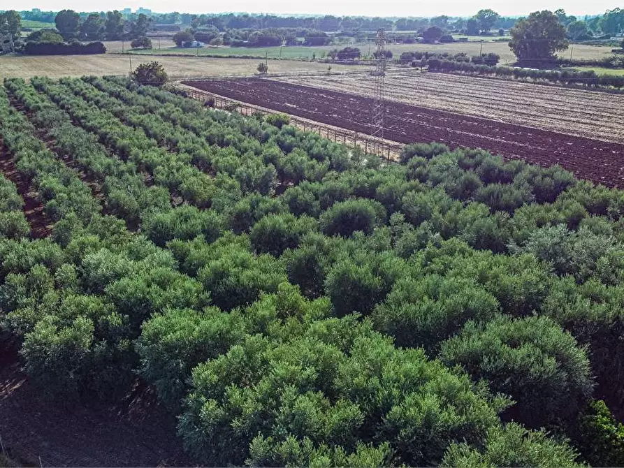 Immagine 8 di Azienda agricola in vendita  in Località Colonia Elisabetta a Tarquinia