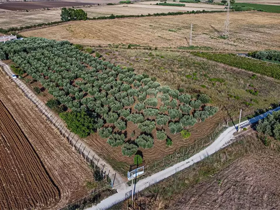 Immagine 9 di Azienda agricola in vendita  in Località Colonia Elisabetta a Tarquinia