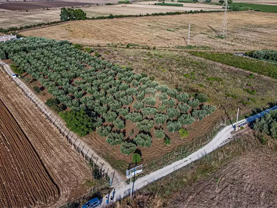 Immagine 10 di Azienda agricola in vendita  in Località Colonia Elisabetta a Tarquinia