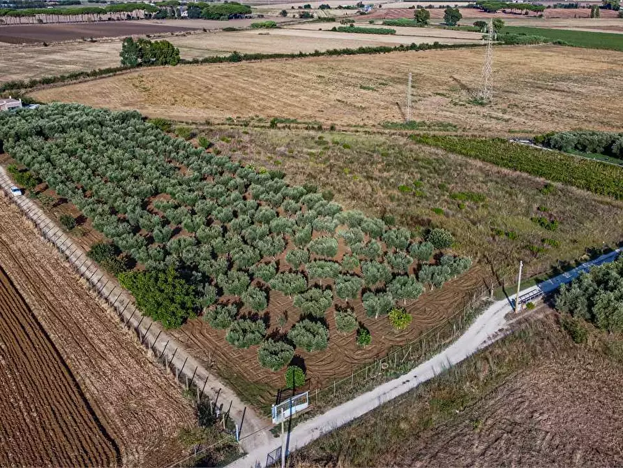 Immagine 11 di Azienda agricola in vendita  in Località Colonia Elisabetta a Tarquinia