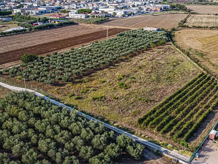 Immagine 12 di Azienda agricola in vendita  in Località Colonia Elisabetta a Tarquinia