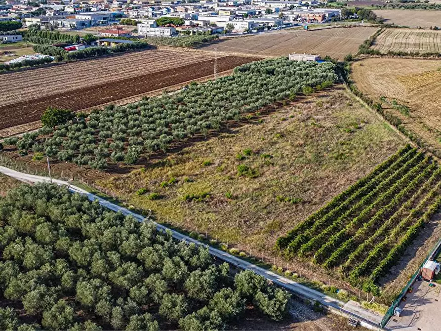 Immagine 13 di Azienda agricola in vendita  in Località Colonia Elisabetta a Tarquinia
