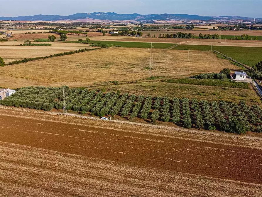 Immagine 15 di Azienda agricola in vendita  in Località Colonia Elisabetta a Tarquinia