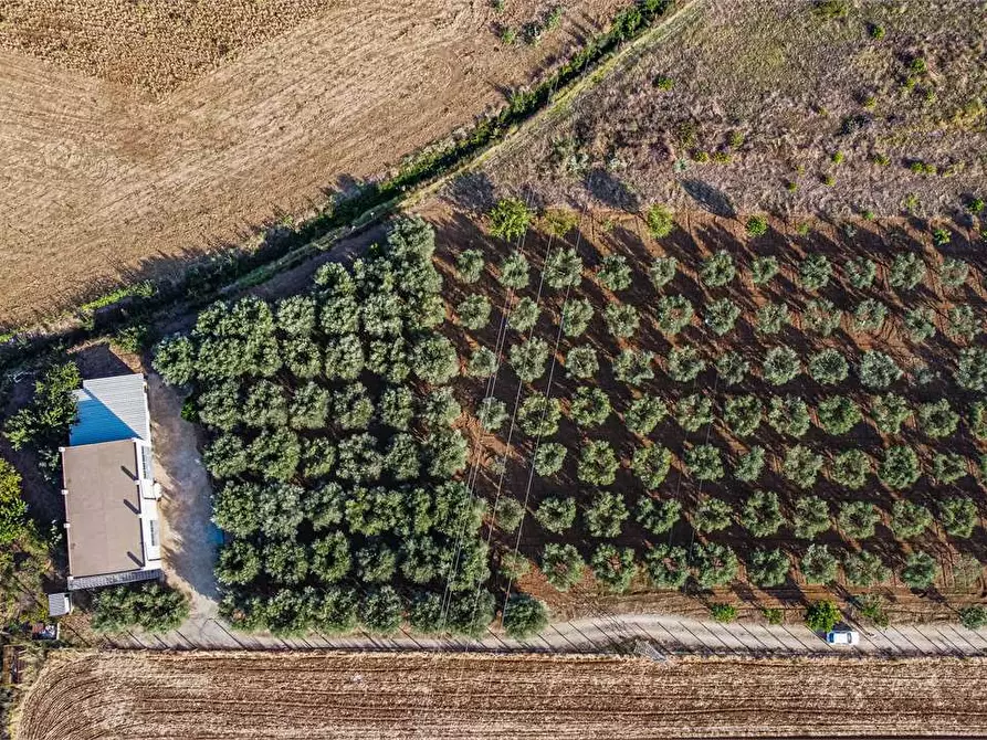 Immagine 16 di Azienda agricola in vendita  in Località Colonia Elisabetta a Tarquinia