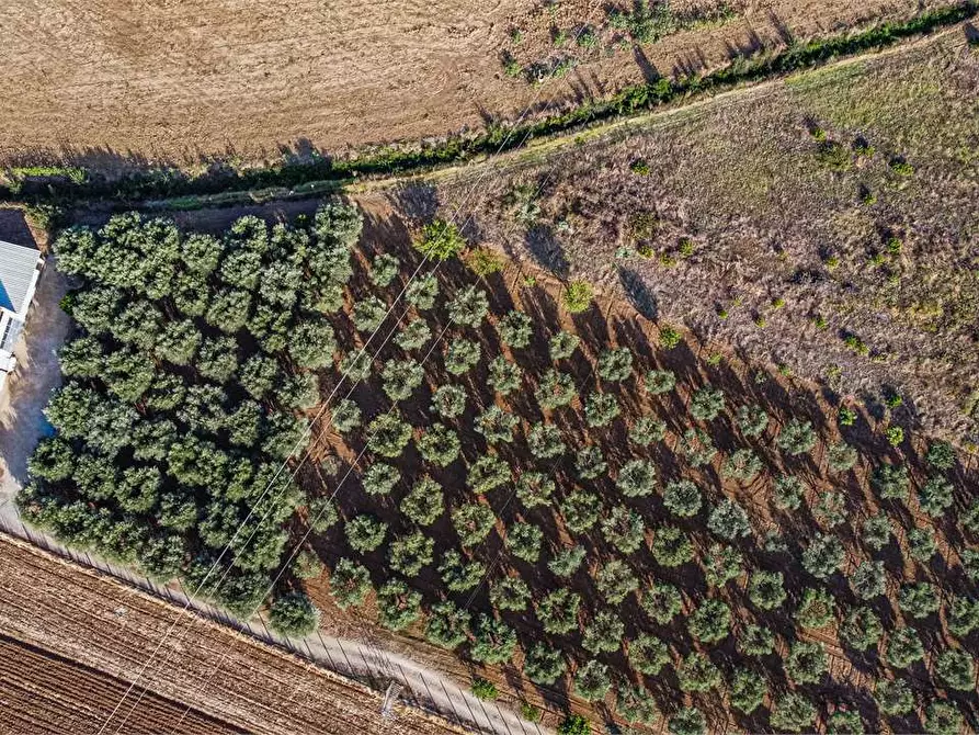Immagine 17 di Azienda agricola in vendita  in Località Colonia Elisabetta a Tarquinia