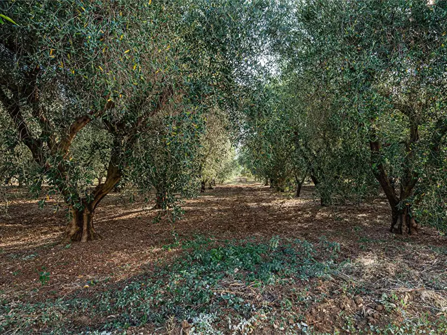 Immagine 24 di Azienda agricola in vendita  in Località Colonia Elisabetta a Tarquinia
