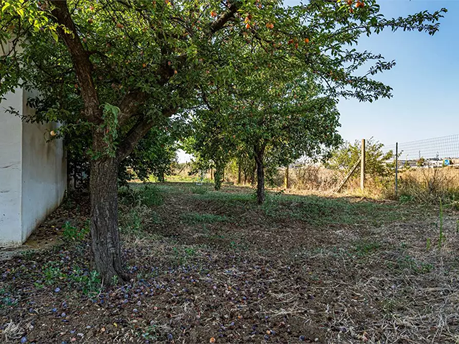 Immagine 32 di Azienda agricola in vendita  in Località Colonia Elisabetta a Tarquinia