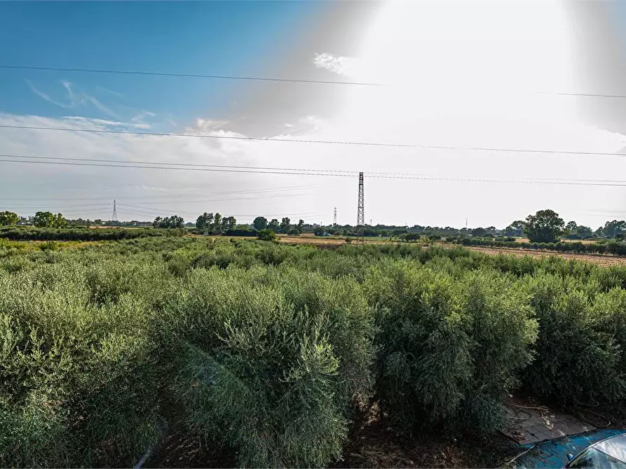 Immagine 36 di Azienda agricola in vendita  in Località Colonia Elisabetta a Tarquinia
