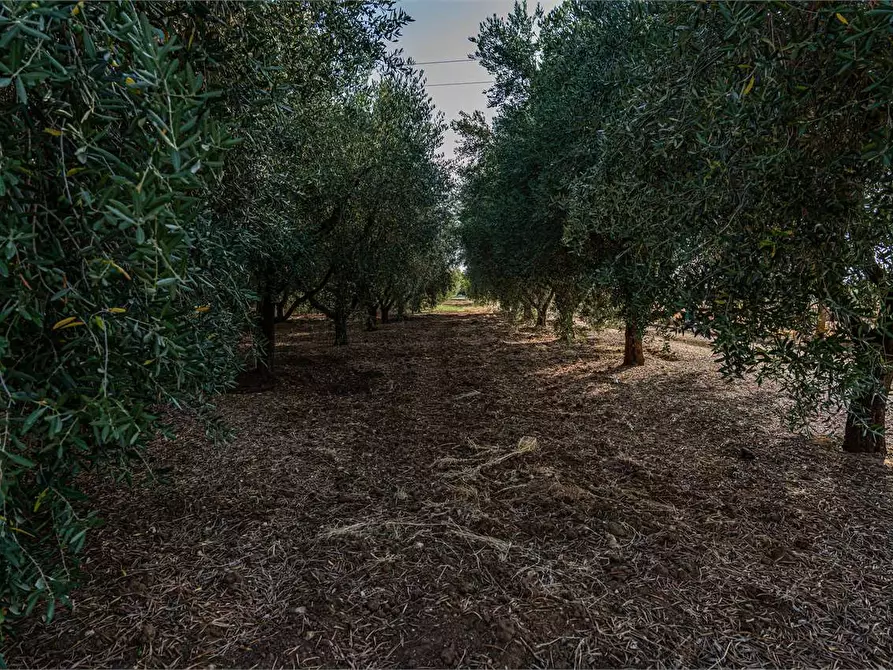 Immagine 42 di Azienda agricola in vendita  in Località Colonia Elisabetta a Tarquinia