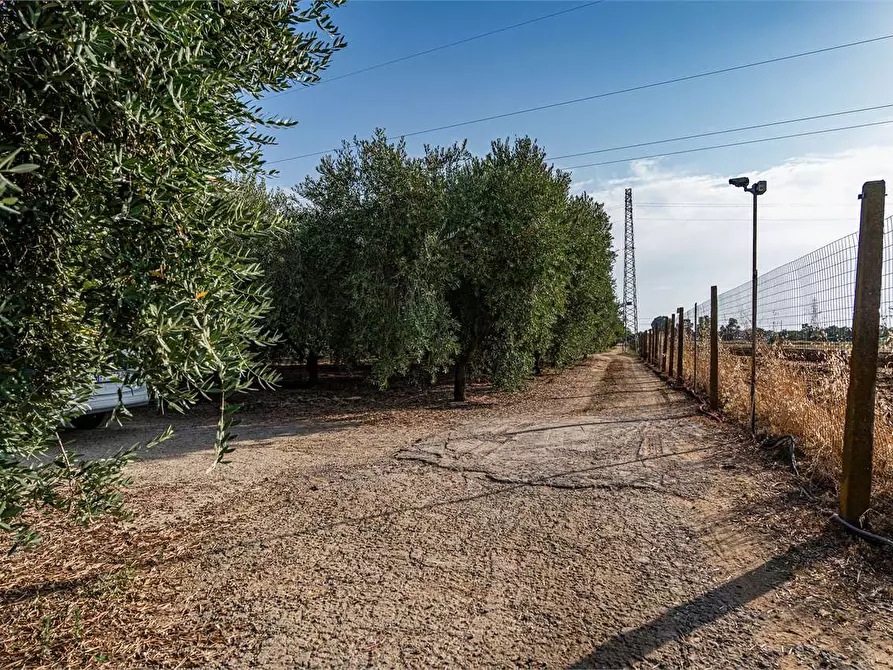 Immagine 43 di Azienda agricola in vendita  in Località Colonia Elisabetta a Tarquinia