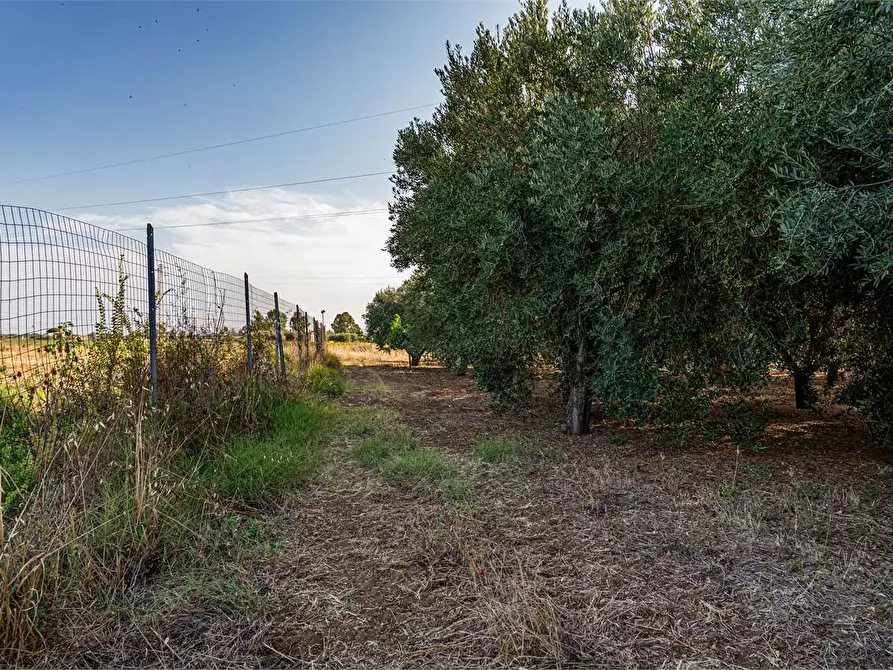 Immagine 44 di Azienda agricola in vendita  in Località Colonia Elisabetta a Tarquinia