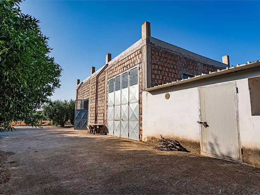 Immagine 2 di Azienda agricola in vendita  in Località Colonia Elisabetta a Tarquinia