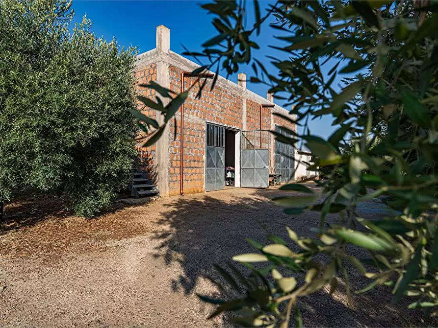 Immagine 49 di Azienda agricola in vendita  in Località Colonia Elisabetta a Tarquinia