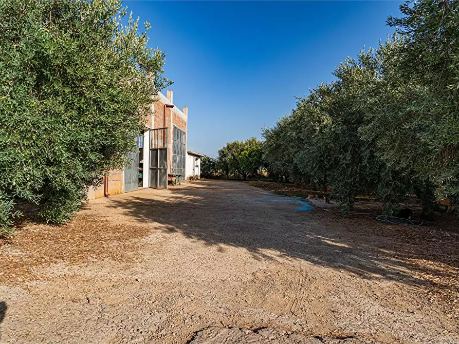 Immagine 50 di Azienda agricola in vendita  in Località Colonia Elisabetta a Tarquinia