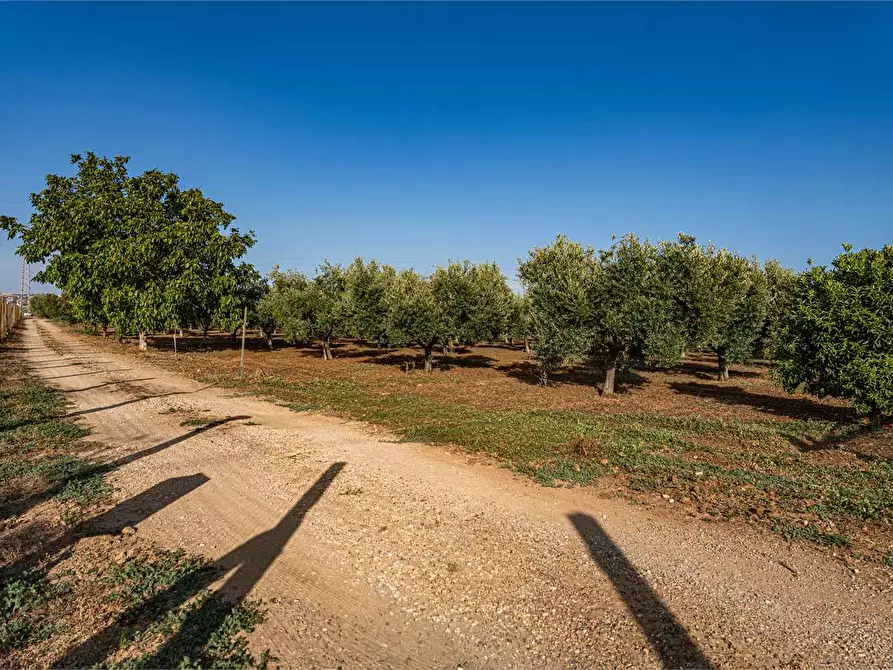 Immagine 3 di Azienda agricola in vendita  in Località Colonia Elisabetta a Tarquinia