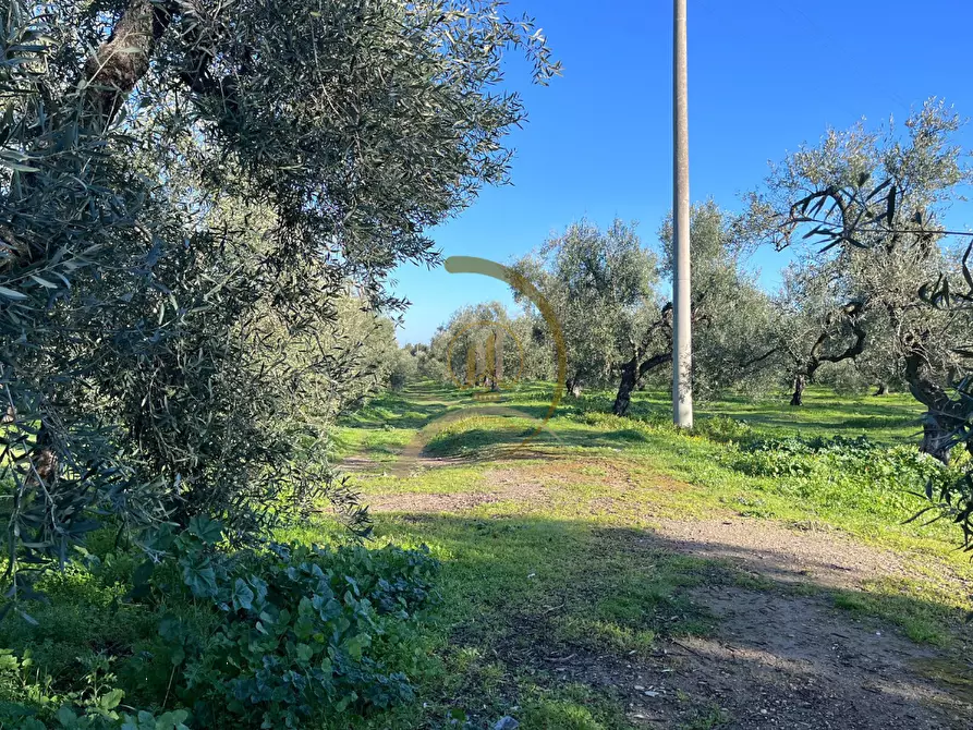 Immagine 4 di Terreno agricolo in vendita  in Via Corato  a Andria